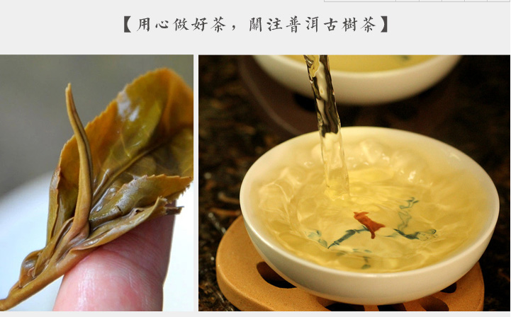 納新生態(tài)型“古樹(shù)茶”VS普通人工栽培的“臺地茶”