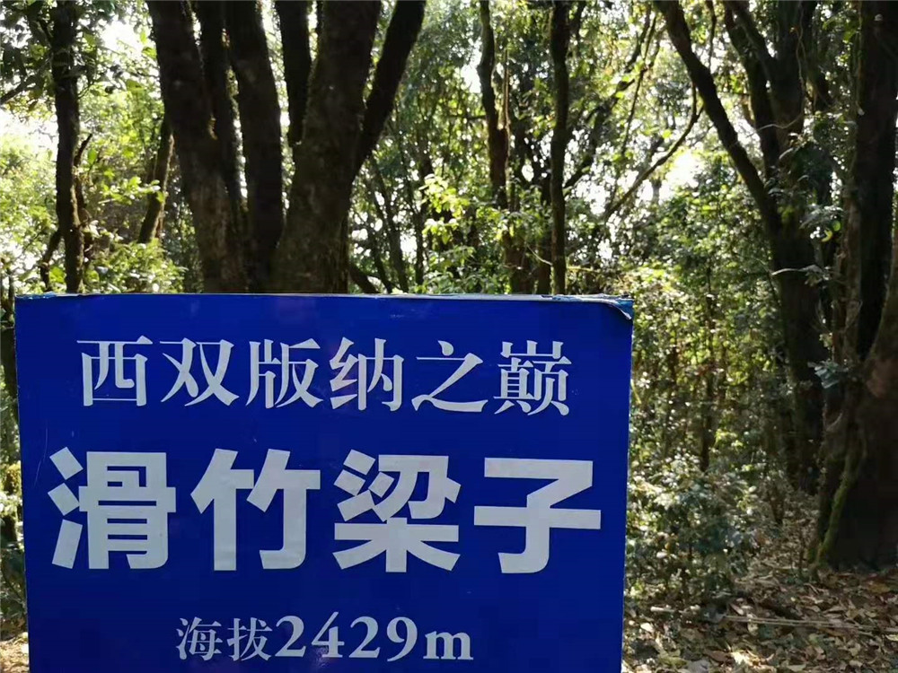 滑竹梁子白茶開(kāi)始制作了，正在抓緊時(shí)間采摘鮮葉