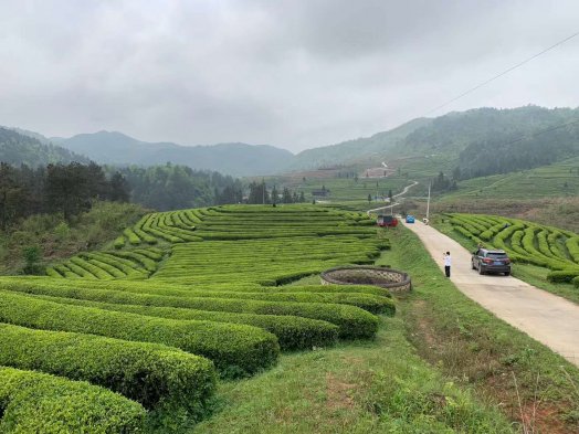 2020納新貴州鎮遠茶山行——到達舞陽(yáng)茶場(chǎng)