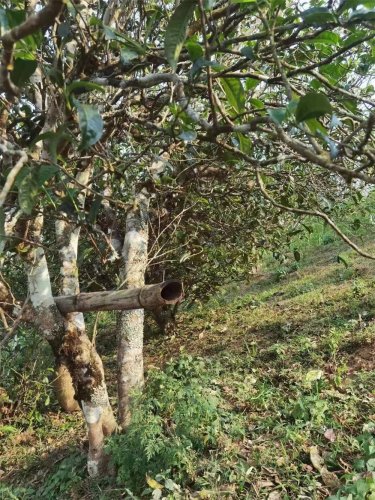 2023納新茶業(yè)勐海茶山行 -- 普洱毛茶收購