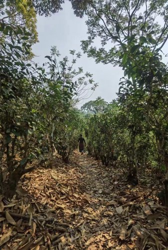 2023納新茶業(yè)勐海茶山行 -- 景邁山