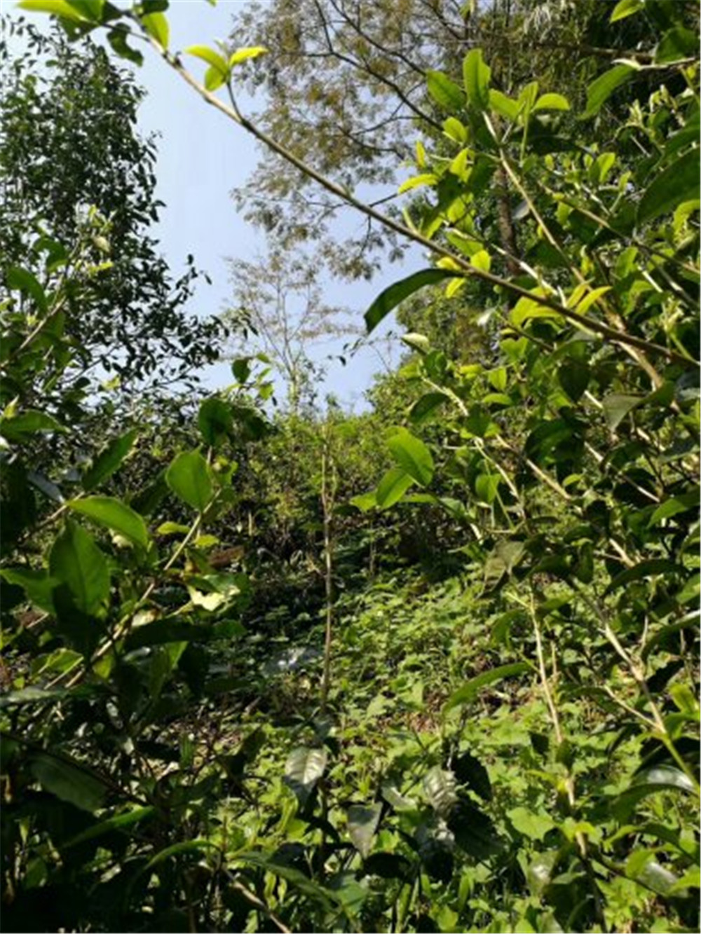 2018納新云南茶山行——勐?？h勐宋鄉納新茶業(yè)最主要的原料供應地