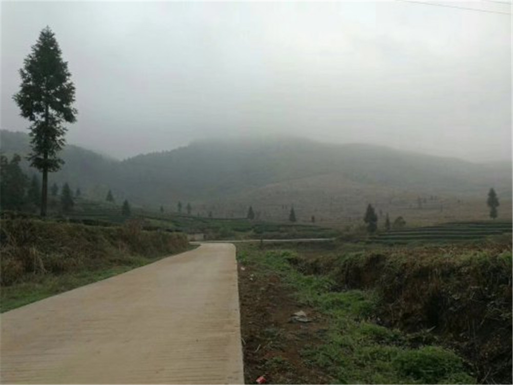 2018納新貴州茶山行——貴州鎮遠?陽(yáng)茶廠(chǎng)