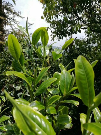 邦盆第一批古樹(shù)茶今天清茶下山開(kāi)始制作