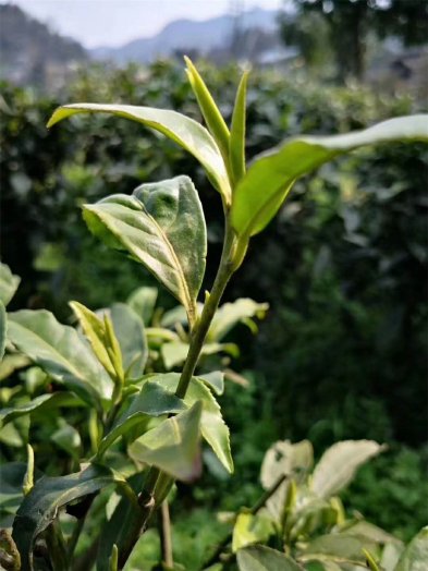 2019第一批保靖黃金茶即將上市，火熱預定中...