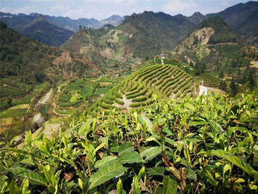 2019納新湘西茶山行 —— 深入考察，探討合作