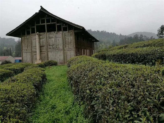 貴州舞陽(yáng)茶廠(chǎng)今年第一批頭春茶正在加工中，下周一發(fā)往長(cháng)沙